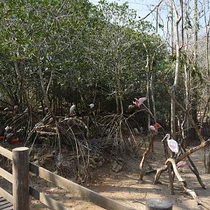 Storks and Ibises aviary