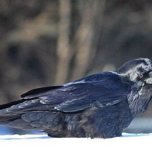 Common Raven - Alaska