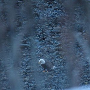 Bald Eagle - Alaska
