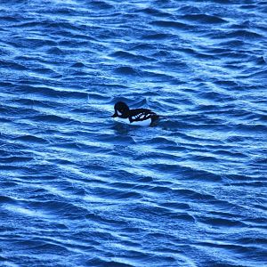 Barrow’s Goldeneye - Alaska