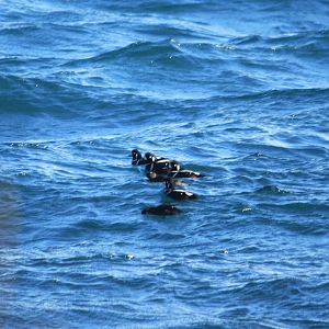 Harlequin Ducks - Alaska