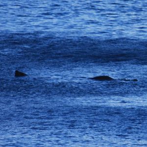 Steller Sea Lion - Alaska
