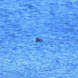 Steller Sea Lion - Alaska