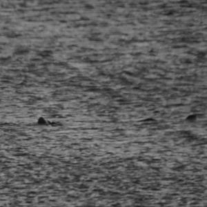 Sea “Serpent” - Alaska