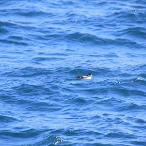 Marbled Murrelet - Alaska