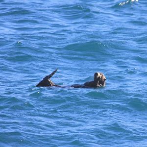 Northern Sea Otter - Alaska