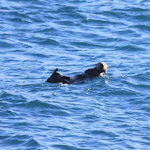Northern Sea Otter - Alaska