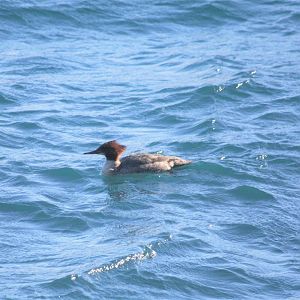 Common Merganser - Alaska