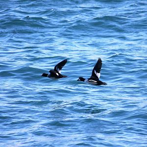 Barrow’s Goldeneyes - Alaska