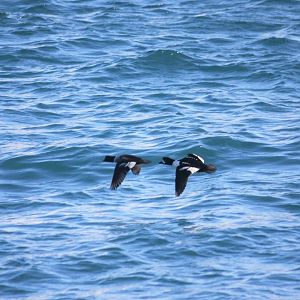 Barrow’s Goldeneye - Alaska