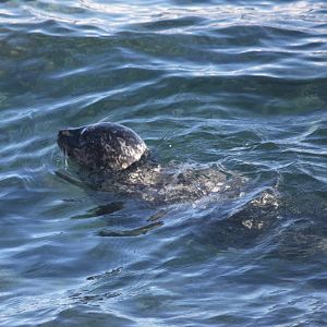 Pacific Harbor Seal - Alaska