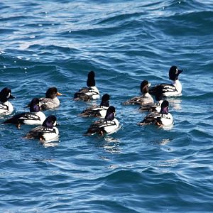 Barrow’s Goldeneyes - Alaska
