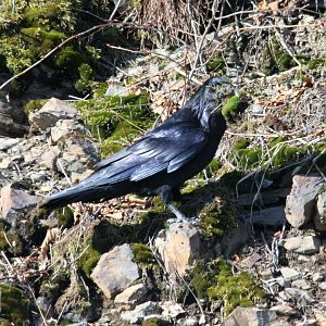 Common Raven - Alaska