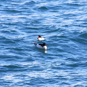 Common Mergansers - Alaska