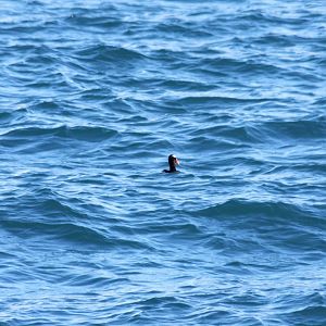 Surf Scooter - Alaska