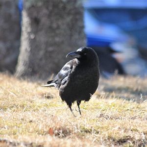 Northwestern American Crow - Alaska