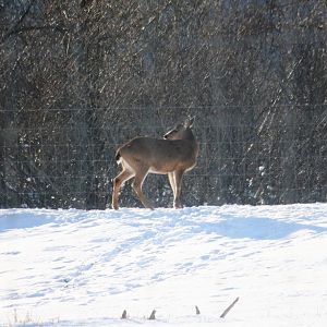 Sitka Blacktail Deer