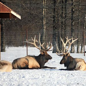 Elk
