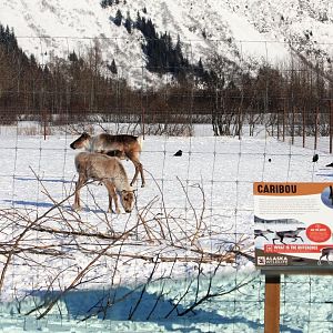 Caribou, Ravens, and Magpies