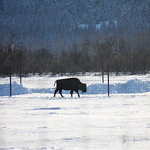 Wood Bison