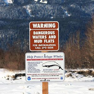 Beluga Whale Information Sign