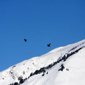 Common Ravens