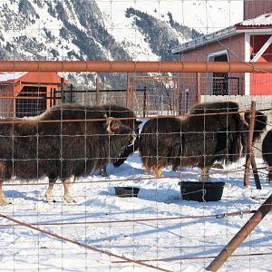 Muskox