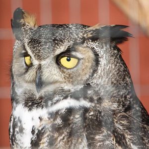 Great-horned Owl