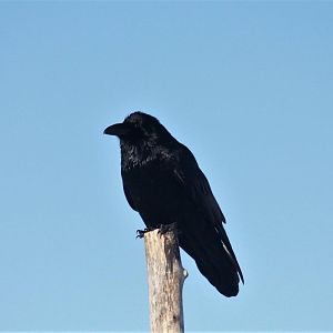 Common Raven