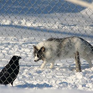 Domestic Red Fox and Common Raven