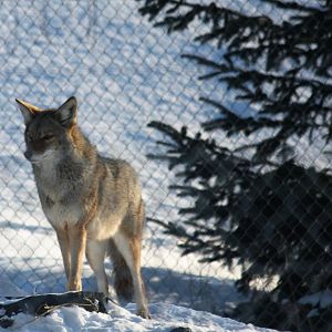 Coyote