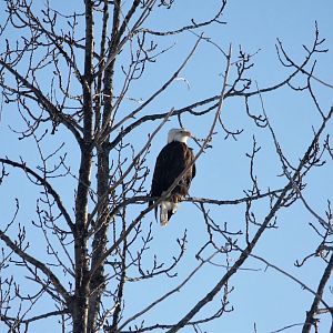 Bald Eagle