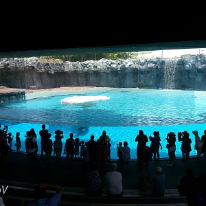 Polar bear exhibit [2014]