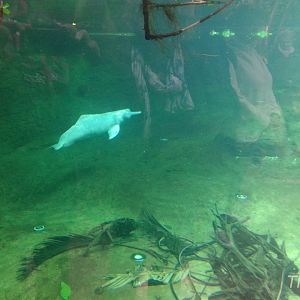 Amazon river dolphin [2014]