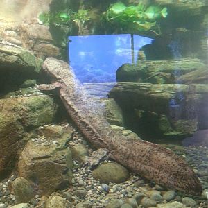 Chinese giant salamander [2014]
