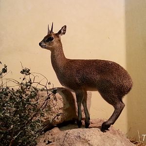 Klipspringer [2014]