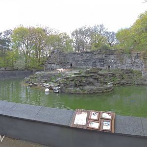 Polar bear exhibit [2017]