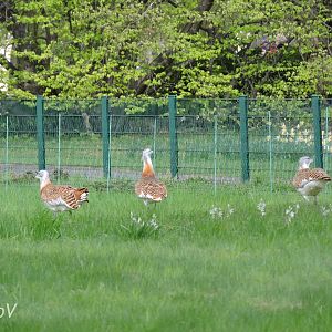 Great bustard [2017]