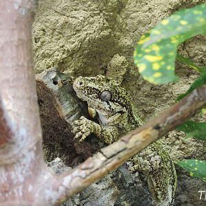 Gargoyle gecko [2017]