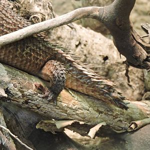 Gidgee skink's tail [2017]