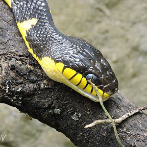 Mangrove snake [2017]