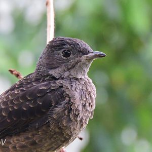 Spangled cotinga [2017]