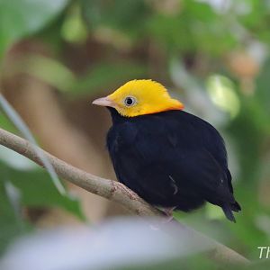 Golden-headed manakin [2017]