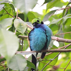 Paradise tanager [2017]