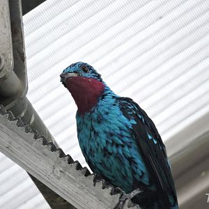 Spangled cotinga [2017]