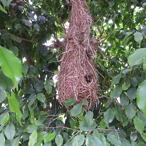 Crested oropendola nest [2017]