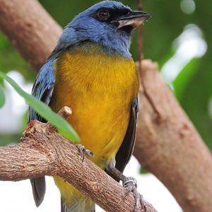 Blue-and-yellow tanager [2017]