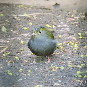 Emei Shan liocichla [2017]
