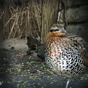 Emei Shan liocichla and mountain bamboo partridge [2017]
