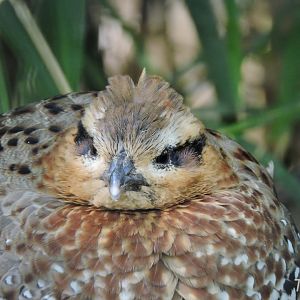Mountain bamboo partridge [2017]